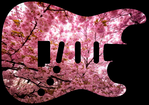 Cherry blossom canopy