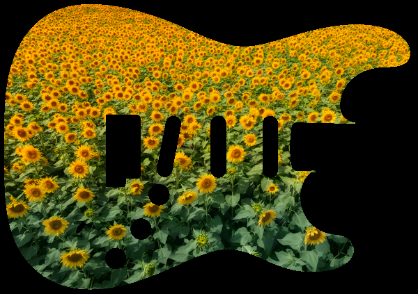 Sunflower field
