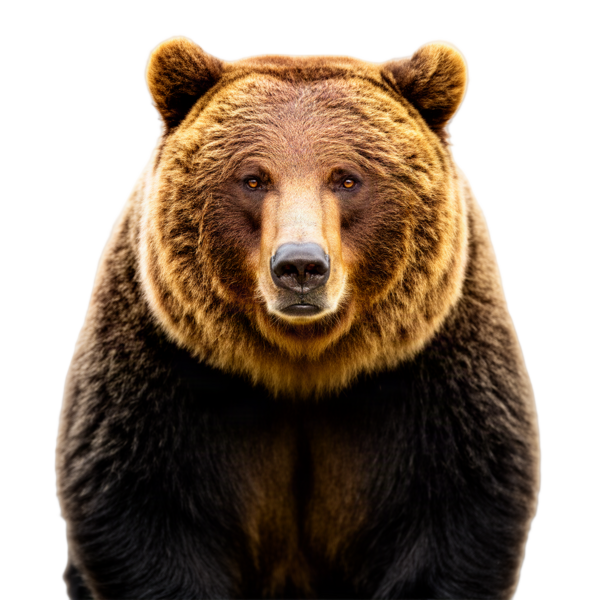 Grizzly bear