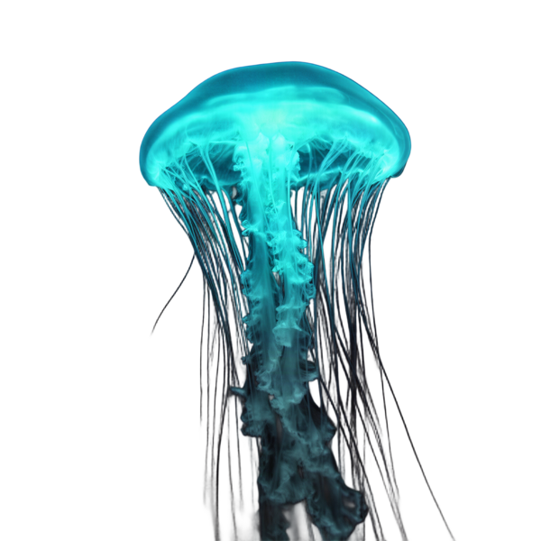 Bioluminescent jellyfish