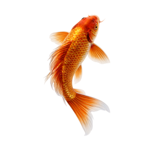 Koi fish