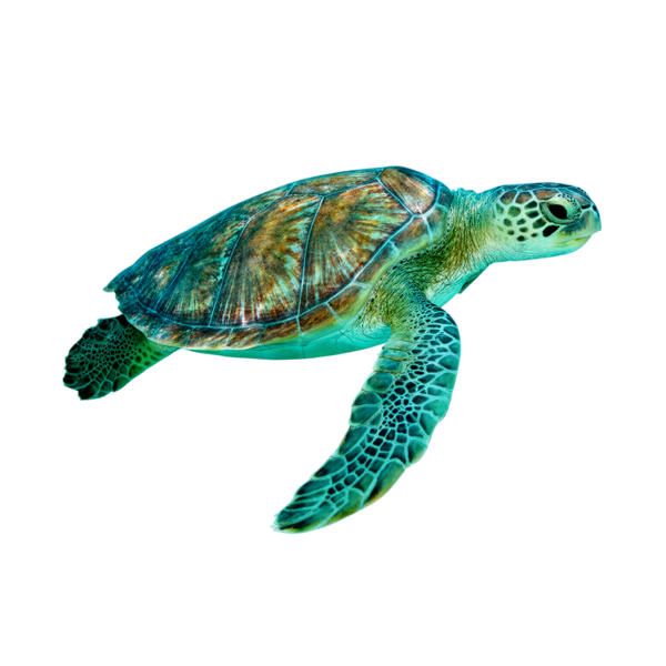 Sea turtle