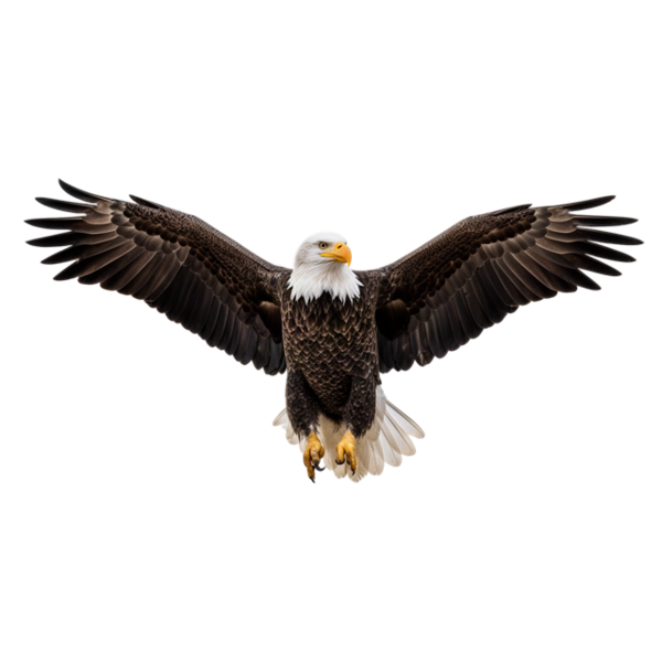 Bald eagle
