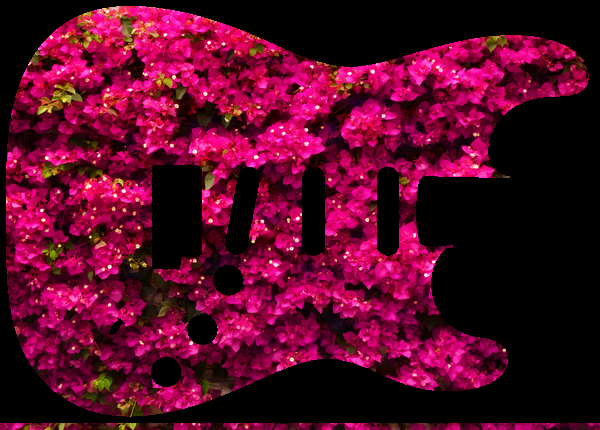 Bougainvillea wall
