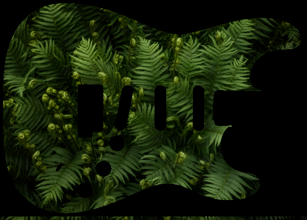 Fern canopy