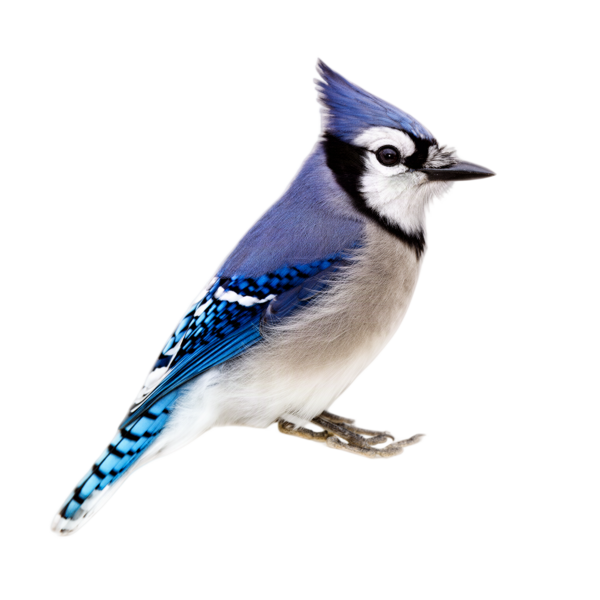 Blue jay