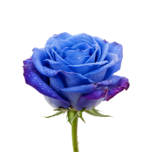 Blue rose