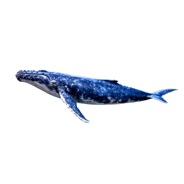 Blue whale