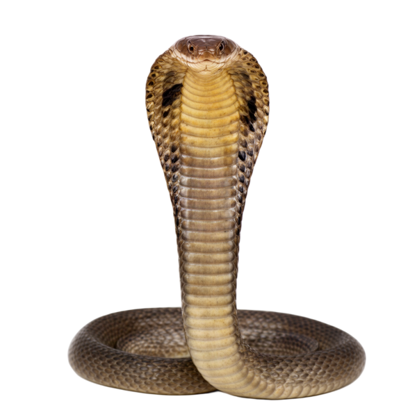King cobra