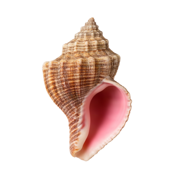 Conch shell