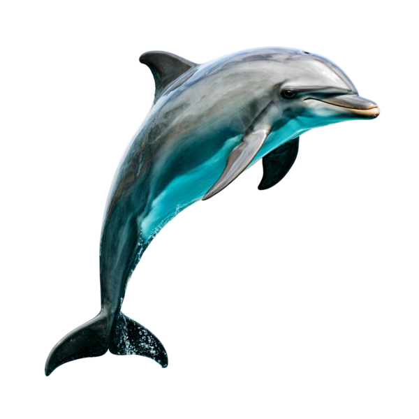 Dolphin leaping