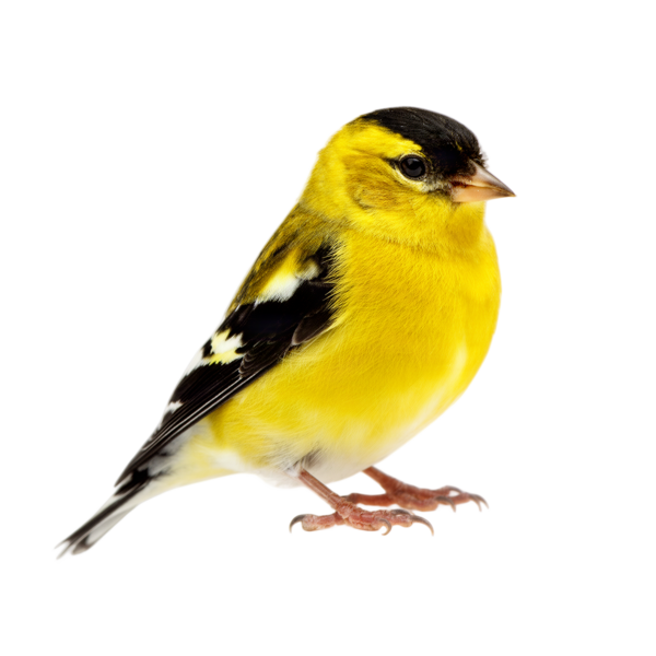 American goldfinch