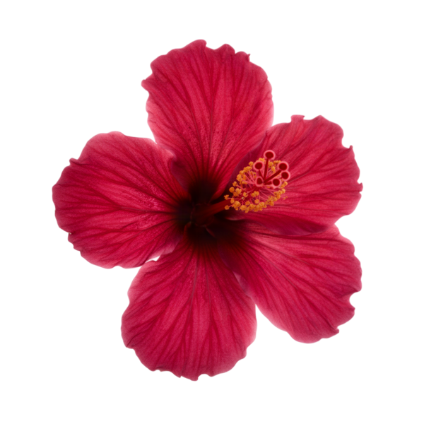 Magenta hibiscus