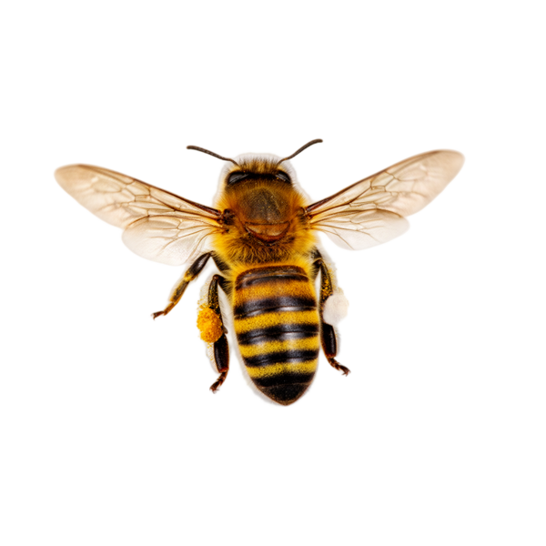 Honey bee