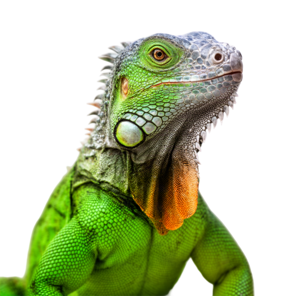 Green iguana