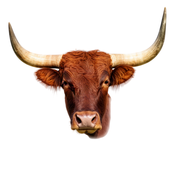 Longhorn steer