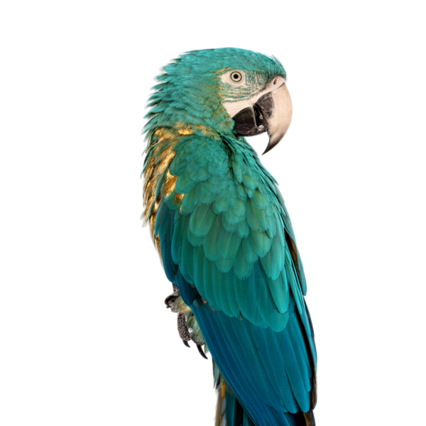 Teal macaw
