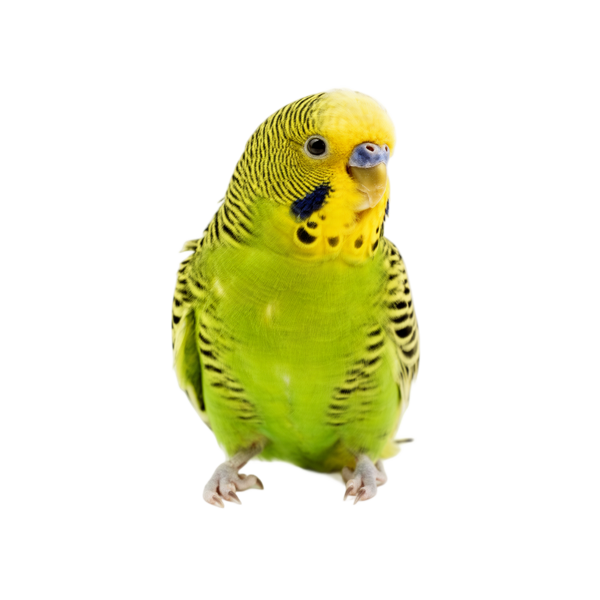 Budgerigar parakeet