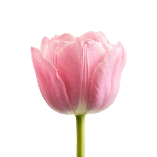 Pastel tulip