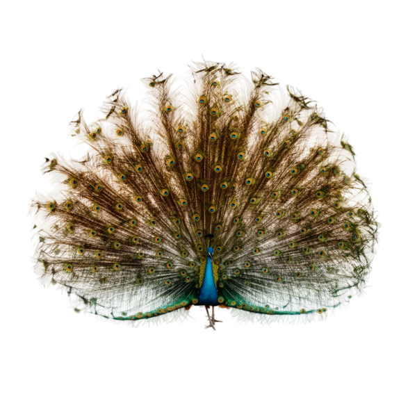Peacock display