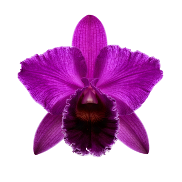 Purple orchid