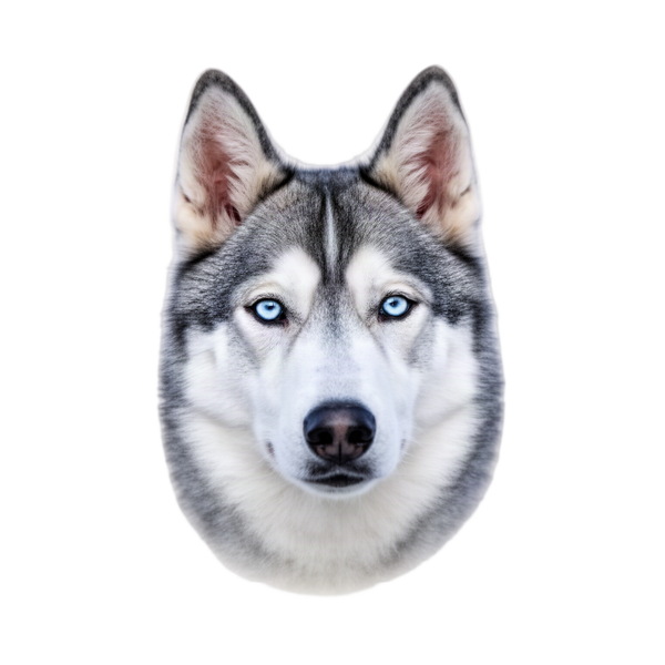 Siberian husky