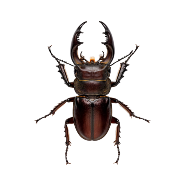 Stag beetle
