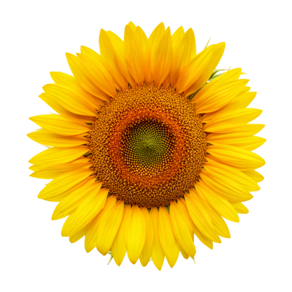 Sunflower head