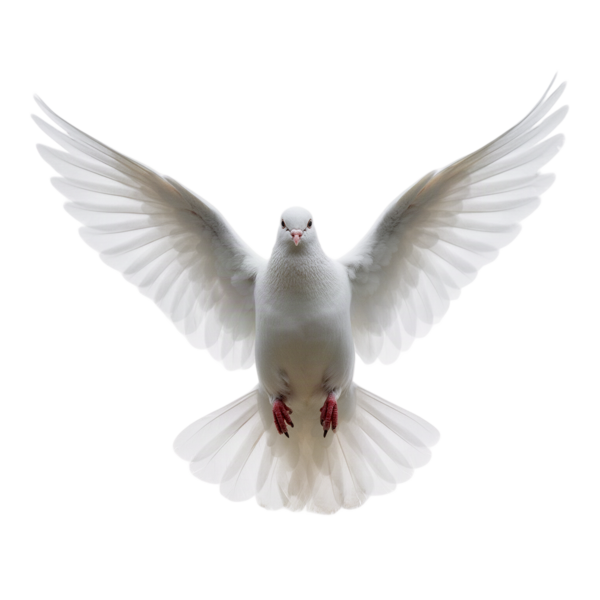 White dove